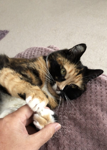 Help? I've acquired a very young kitten?