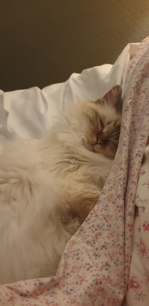 My Maine Coon was allowed to sleep on the bed last night