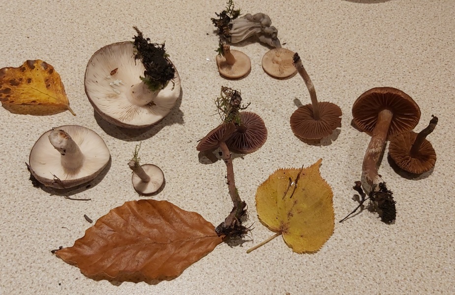Is there a website which identifies mushrooms?