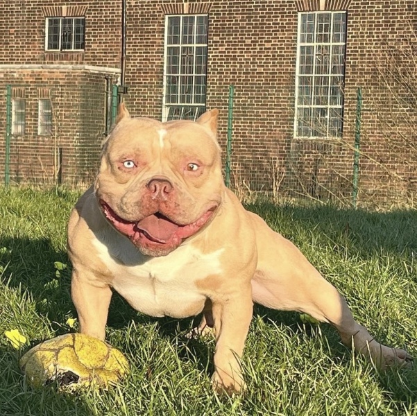 Sick of these XL bully owners 