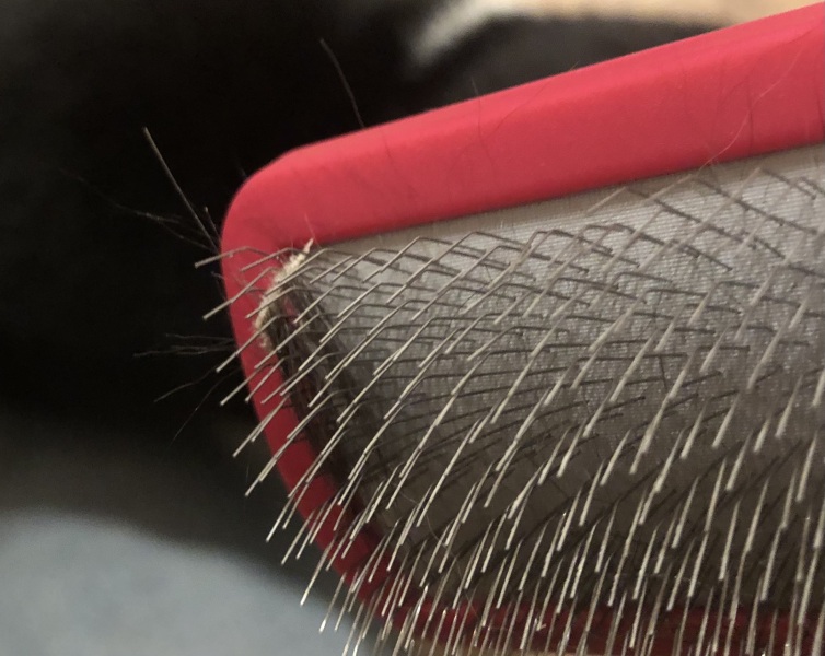 Cat hair, is this normal?
