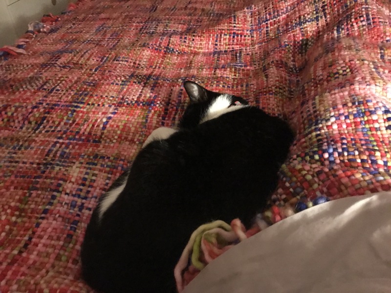 What is your pet up to right now?