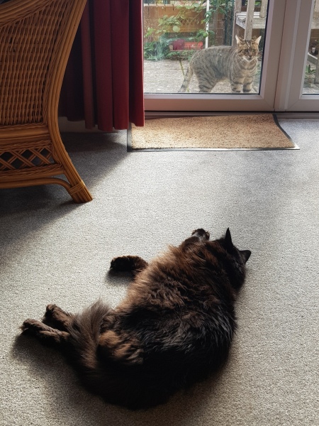 Thug cat part 4.  After all, it's not my Axminster.