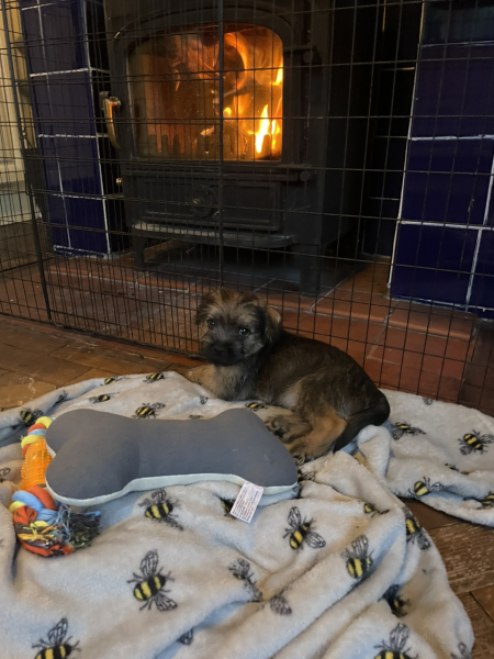Puppy Survival Thread: Surviving into Summer 2022