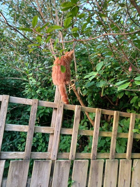 A garden fence one... with diagram