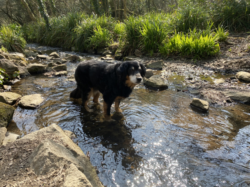 How many dogs do you currently have? And why that number?