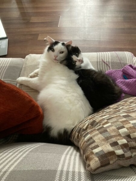 I appear to have cats