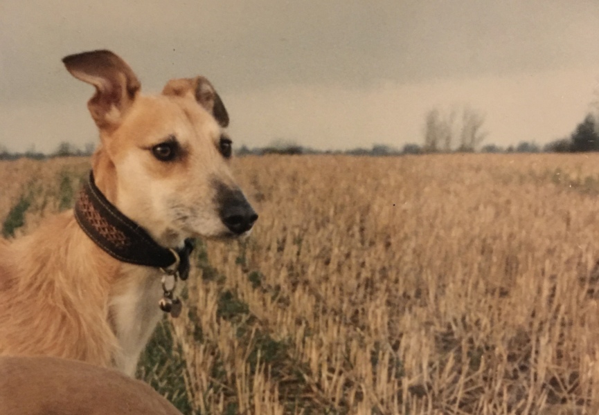 What breed is my pup?