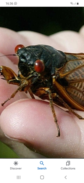 Will my Frenchie really only live til 6 years ?  