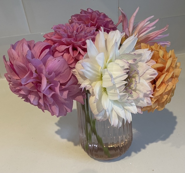 Who’s growing Dahlias this year