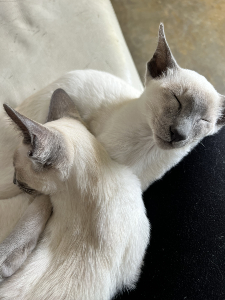 Cat lovers I need your advice!