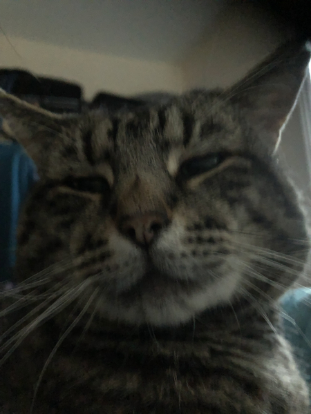 My Maine Coon was allowed to sleep on the bed last night