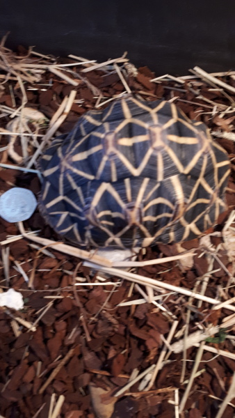 How do I get my Venus fly trap to eat? 🪴