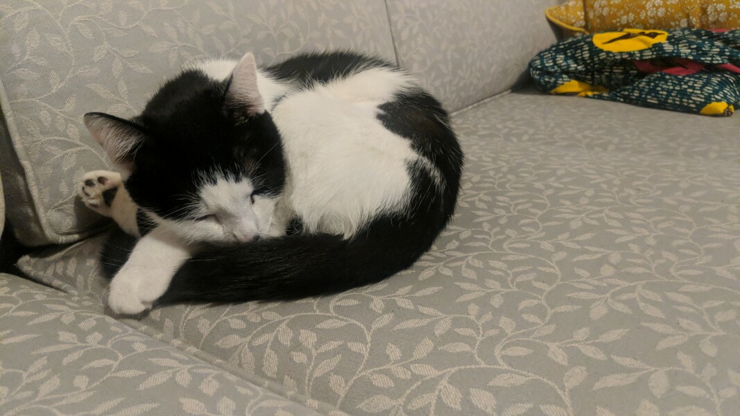 Will this confuse my cat?