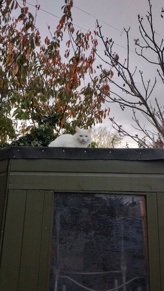 i am such a cat slave.