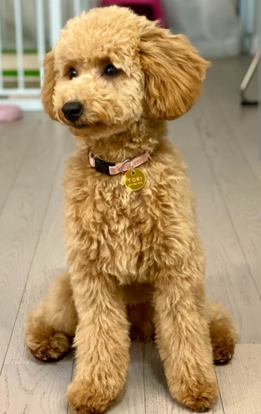 Help us chose our first dog