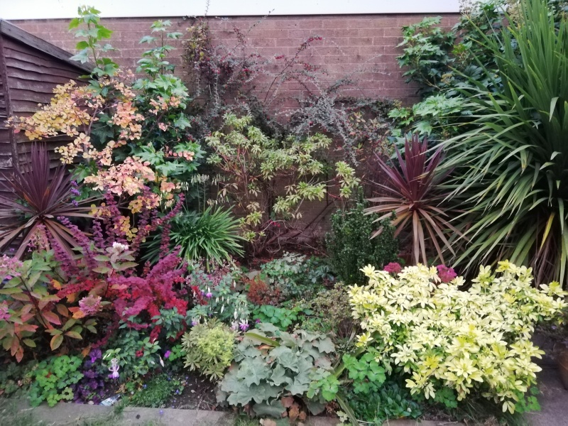 What would happen to a pieris if I chopped it back? 
