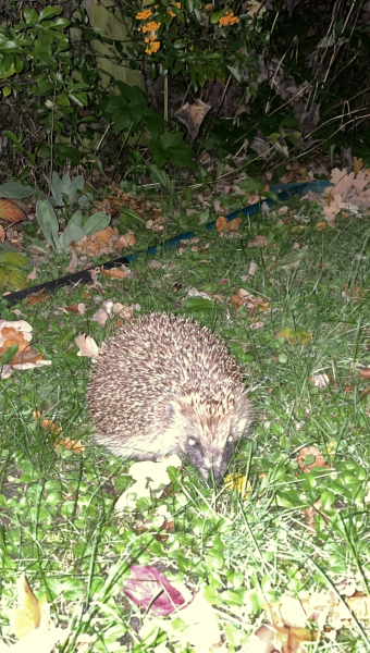 To ask you to please help hedgehogs and other wildlife prepare for winter