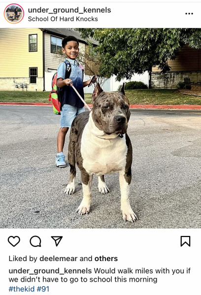 Sick of these XL bully owners 