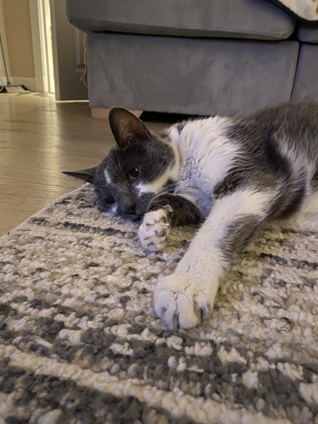 Our old boy’s been diagnosed with diabetes.