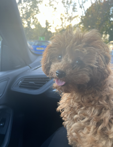 Puppy Survival Thread - as we approach Fireworks night for the first time…