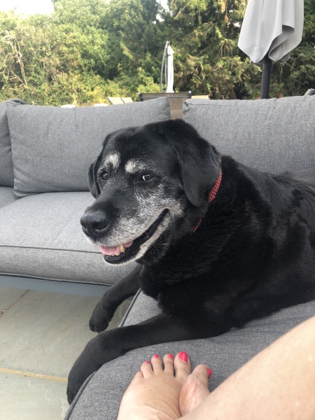 Names for female black labrador 
