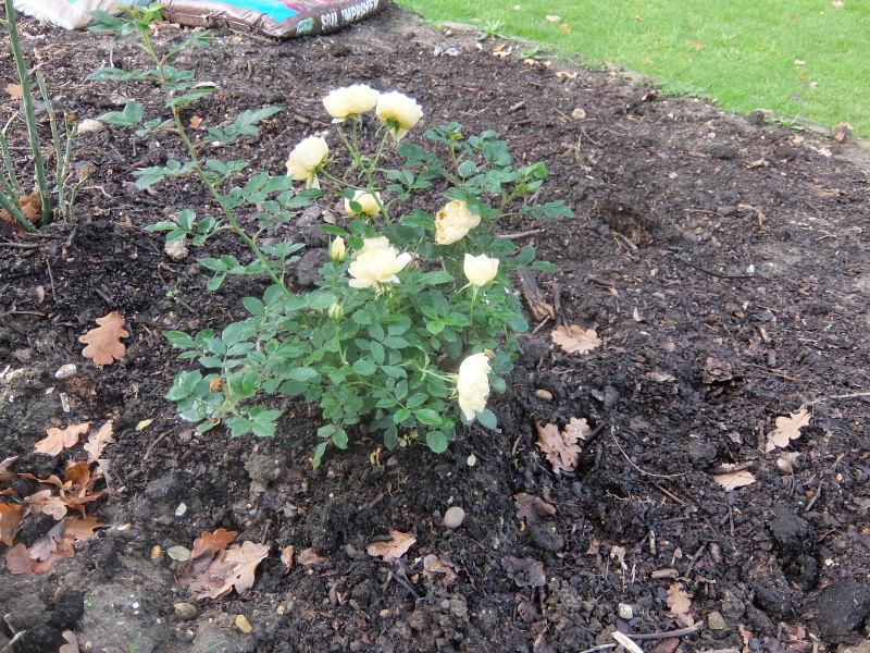 Roses Die On You (Black Spot etc)