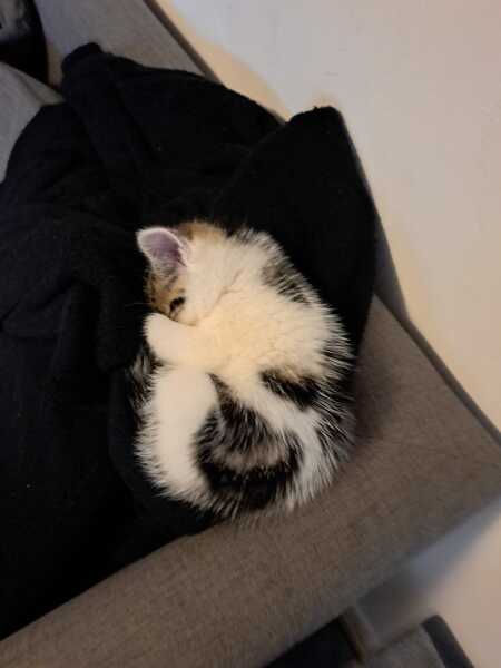 Help? I've acquired a very young kitten?