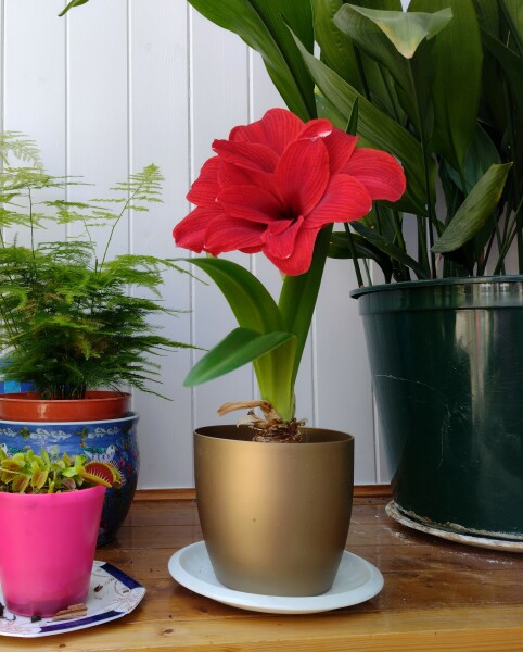 Planting bulbs for spring