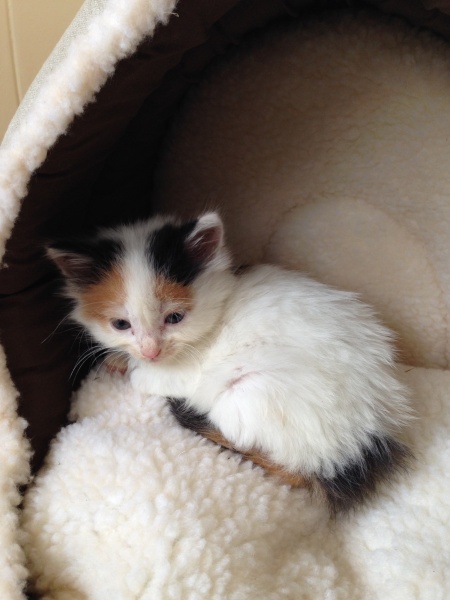 Help? I've acquired a very young kitten?