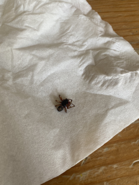 False widow bite - 7 days on