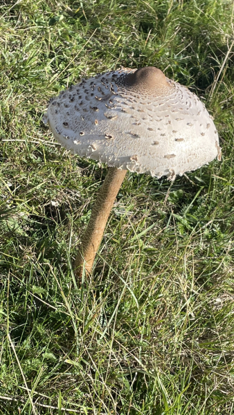 Any Witches Here?- Part 17.