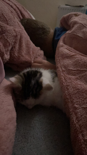 Meet Sushi