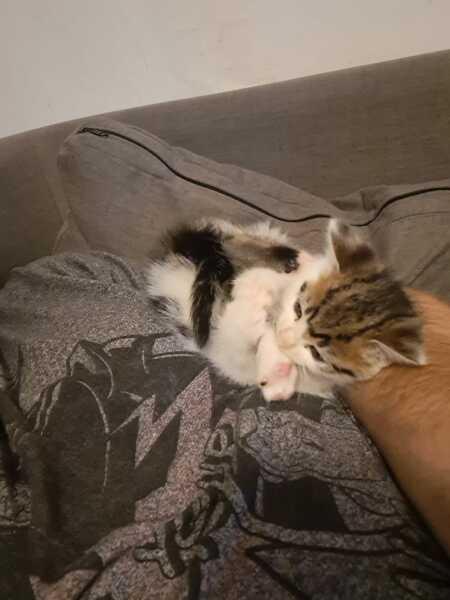 Help? I've acquired a very young kitten?