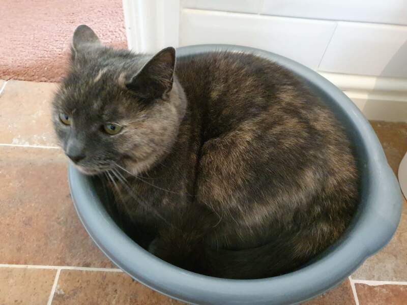 Does your vomit bowl have an alternative use?