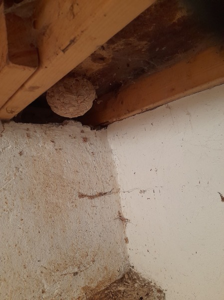 Is something going to hatch from this and kill us in our sleep?