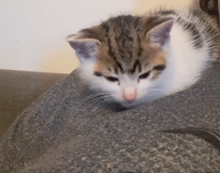 Help? I've acquired a very young kitten?