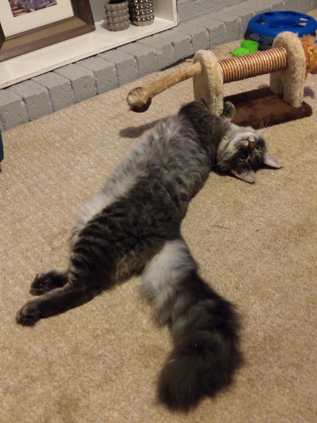 Cat lovers I need your advice!
