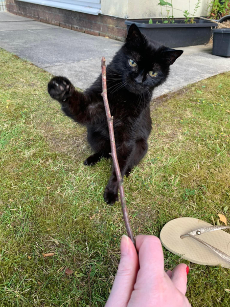 To think that my cat should earn his keep...