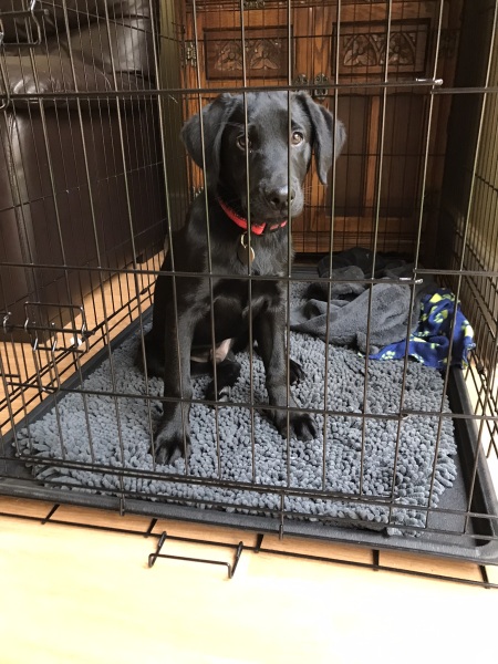 Puppy Survival Thread: Surviving into Summer 2022