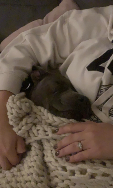 Cuddly dogs