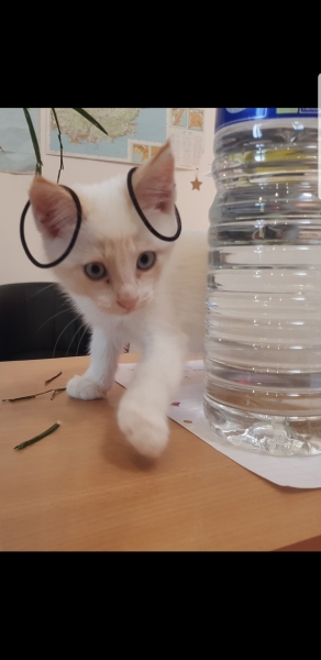 Sick to death of this BLOODY cat, please help.