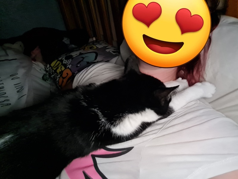 New kitten wrapping0 himself round our neck (cute pics)!