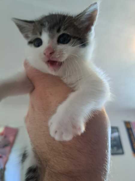 Help? I've acquired a very young kitten?