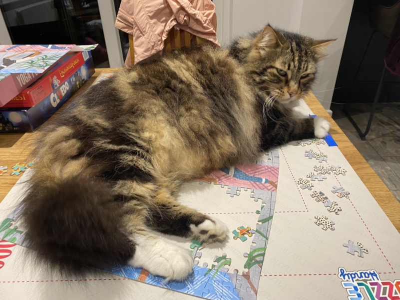 My Maine Coon was allowed to sleep on the bed last night
