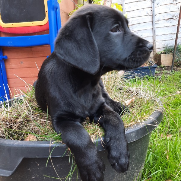 Names for female black labrador 