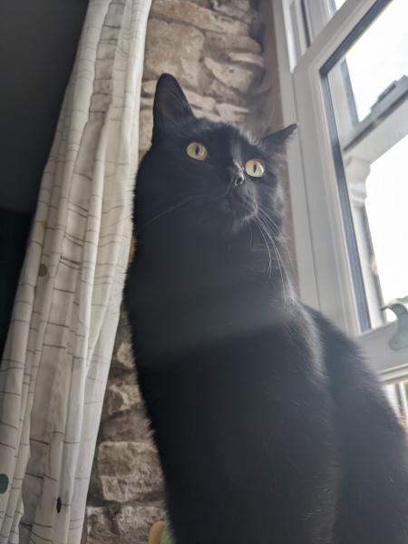 Cat vomits often after eating 