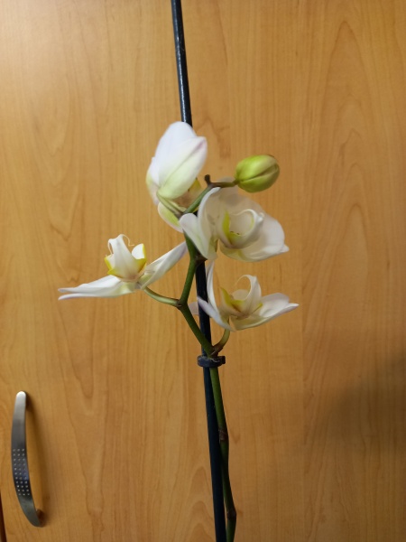 Help me keep these plants alive!