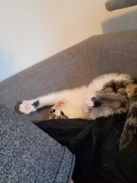 Help? I've acquired a very young kitten?