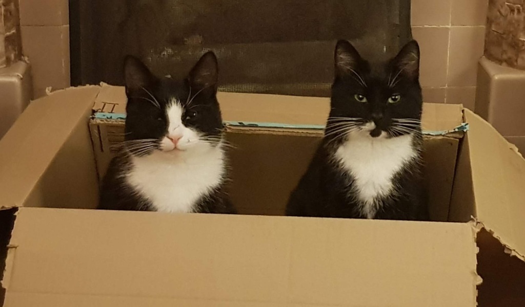 Advice on how to reduce the number of cats in my life?